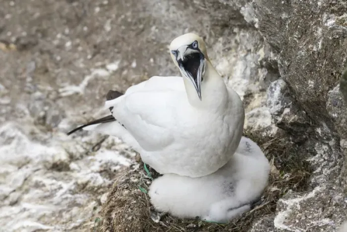Framed Print : Northern Gannet (Morus bassanus) with chick in the cliffs of Hermaness bird reserve Framed Print : Northern Gannet (Morus bassanus) with chick in the cliffs of Hermaness bird reserve