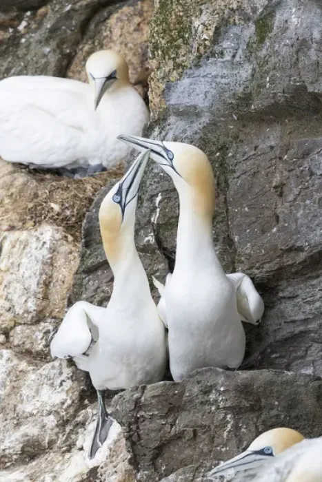Framed Print : Northern Gannet (Morus bassanus) in the cliffs of Hermaness bird reserve on the island of Unst Framed Print : Northern Gannet (Morus bassanus) in the cliffs of Hermaness bird reserve on the island of Unst