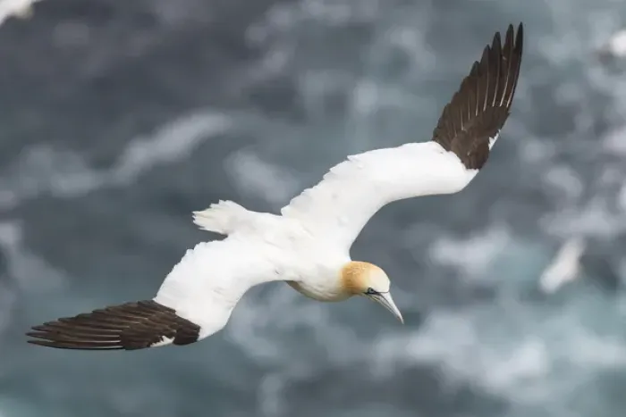 Framed Print : Northern Gannet (Morus bassanus) in the cliffs of Hermaness bird reserve on the island of Unst Framed Print : Northern Gannet (Morus bassanus) in the cliffs of Hermaness bird reserve on the island of Unst