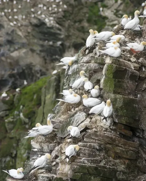Framed Print : Northern Gannet (Morus bassanus) in the cliffs of Hermaness bird reserve on the island of Unst Framed Print : Northern Gannet (Morus bassanus) in the cliffs of Hermaness bird reserve on the island of Unst