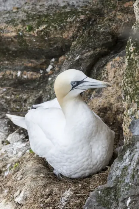 Framed Print : Northern Gannet (Morus bassanus) in the cliffs of Hermaness bird reserve on the island of Unst Framed Print : Northern Gannet (Morus bassanus) in the cliffs of Hermaness bird reserve on the island of Unst