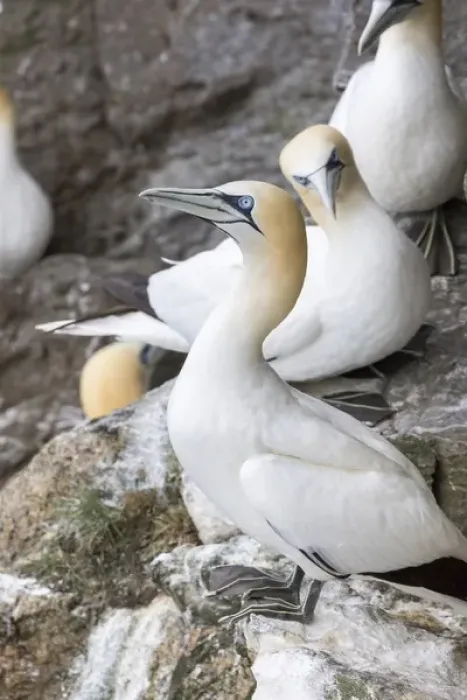 Framed Print : Northern Gannet (Morus bassanus) in the cliffs of Hermaness bird reserve on the island of Unst