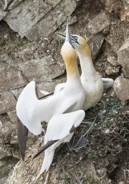 Framed Print : Northern Gannet (Morus bassanus) in the cliffs of Hermaness bird reserve on the island of Unst Framed Print : Northern Gannet (Morus bassanus) in the cliffs of Hermaness bird reserve on the island of Unst