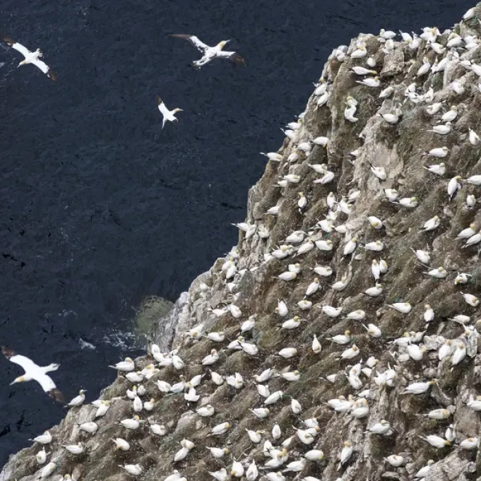 Framed Print : Northern Gannet (Morus bassanus) in the cliffs of Hermaness bird reserve on the island of Unst
