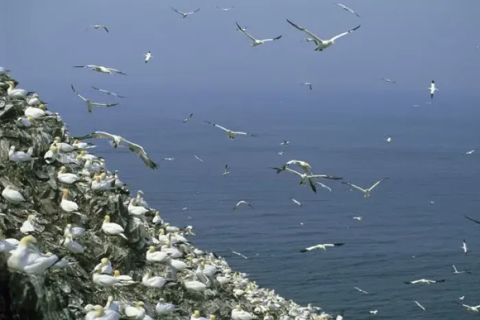 Framed Print : Northern Gannet, (Sula bassanus), huge colony, Bass Rock, Firth of Forth, Scotland