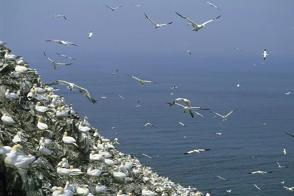 Northern Gannet, (Sula bassanus), huge colony, Bass Rock, Firth of Forth, Scotland