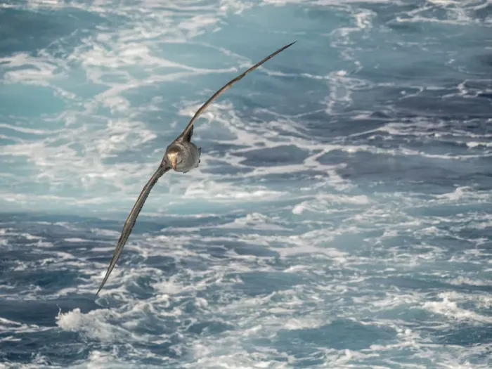 Framed Print : Northern Giant Petrel or Halls Giant Petrel (Macronectes halli) soaring over Framed Print : Northern Giant Petrel or Halls Giant Petrel (Macronectes halli) soaring over