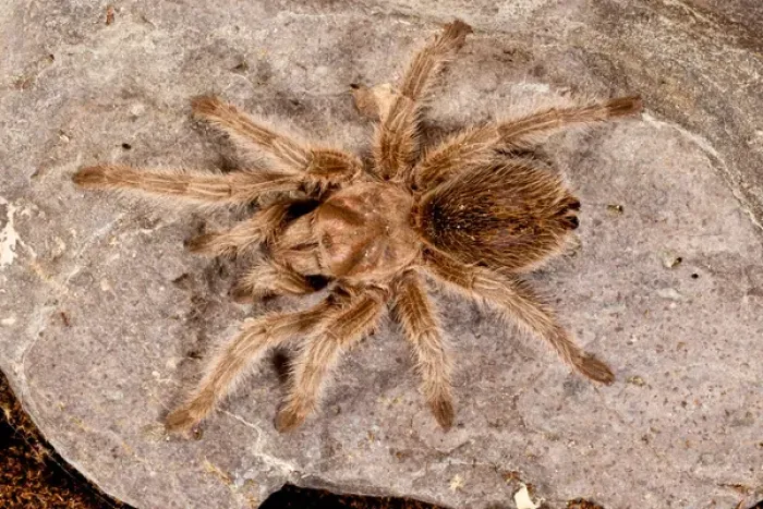 Framed Print : Northern Gold Tarantula, Aphonopelma sp