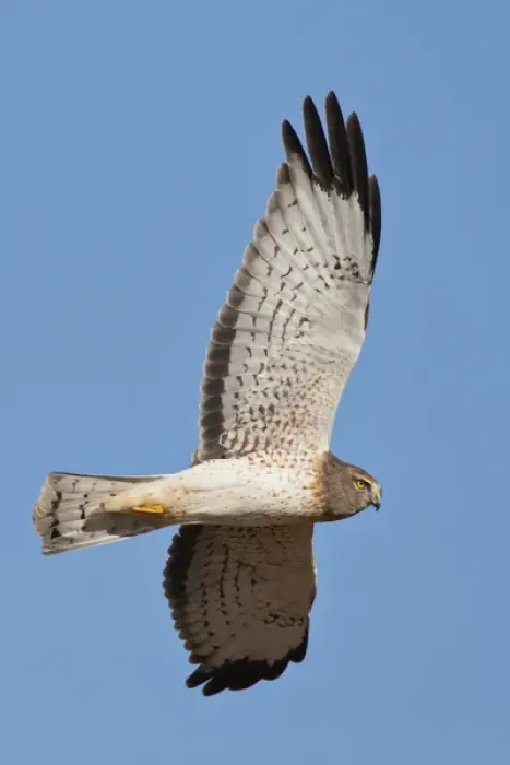 Framed Print : Northern Harrier ( Circus cyaneus) male in flight Framed Print : Northern Harrier ( Circus cyaneus) male in flight