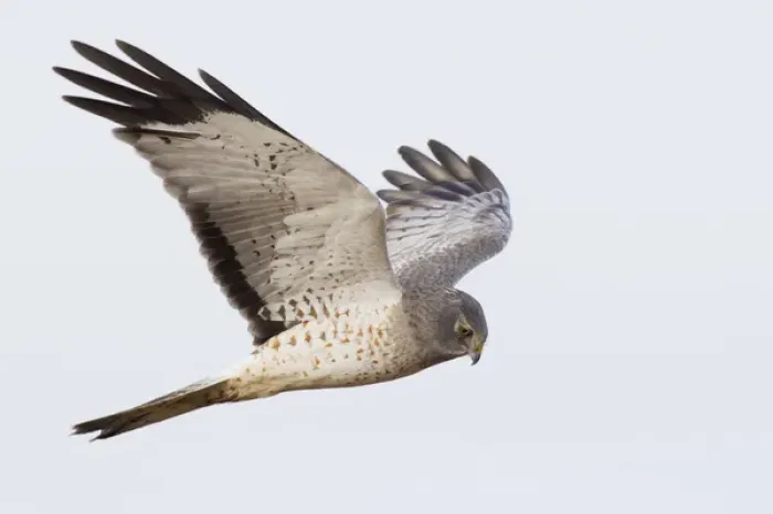 Framed Print : Northern Harrier Hawk Hunting Framed Print : Northern Harrier Hawk Hunting