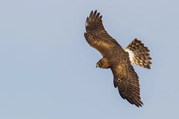 Northern Harrier, hunting