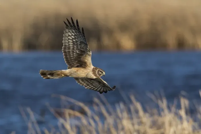Framed Print : Northern Harrier Hunting Framed Print : Northern Harrier Hunting