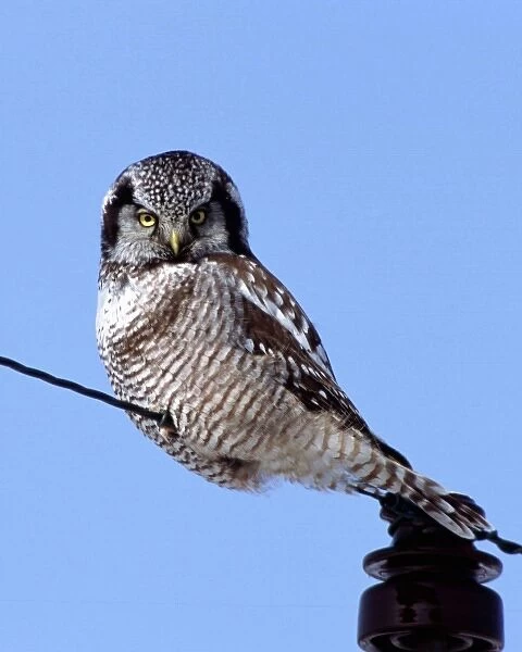 Northern Hawk Owl perched on a wire
