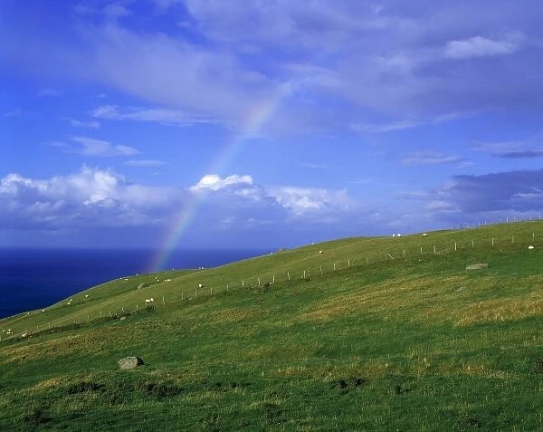 Northern Ireland, County Antrim, Ballintoy. A rainbow arcs above grazing sheep near