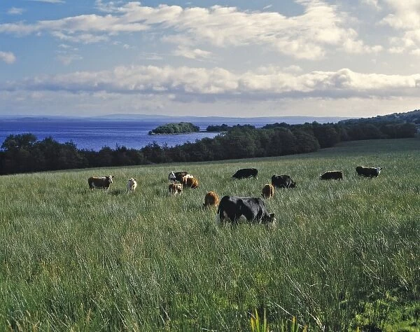 Northern Ireland, County Fermanagh, Lough Erne. Cattle graze in green pastures above