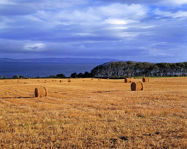 Northern Ireland, County Londonderry. Golden hay rolls contrast with a deep blue