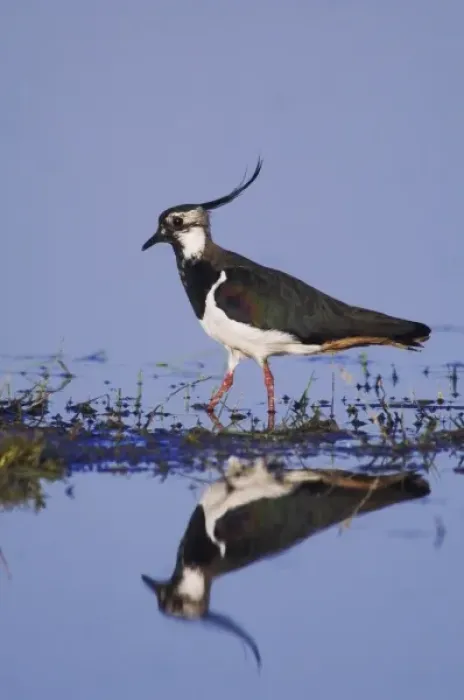 Framed Print : Northern Lapwing, Vanellus vanellus, male, National Park Lake Neusiedl, Burgenland Framed Print : Northern Lapwing, Vanellus vanellus, male, National Park Lake Neusiedl, Burgenland