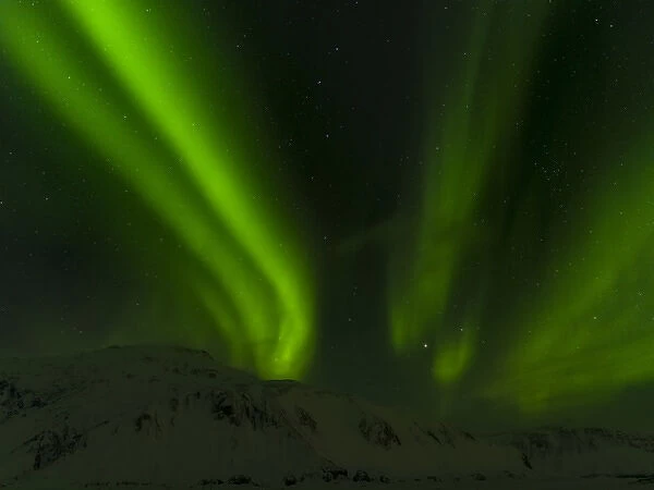 Northern Lights or aurora borealis near Hoefn, over the mountains of Vatnajoekull NP during Winter
