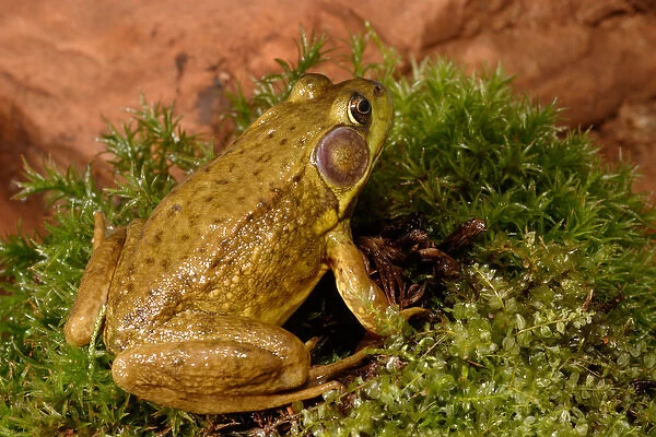 Northern Male Green frog, Rana clamitans melanotamale