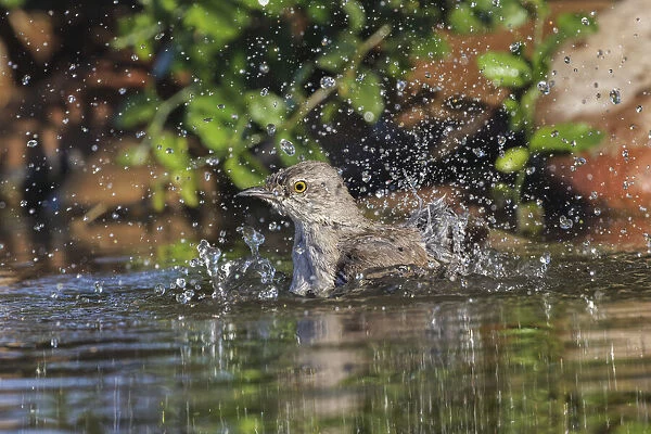 Northern mockingbird bathing and splashing. Rio Grande Valley, Texas