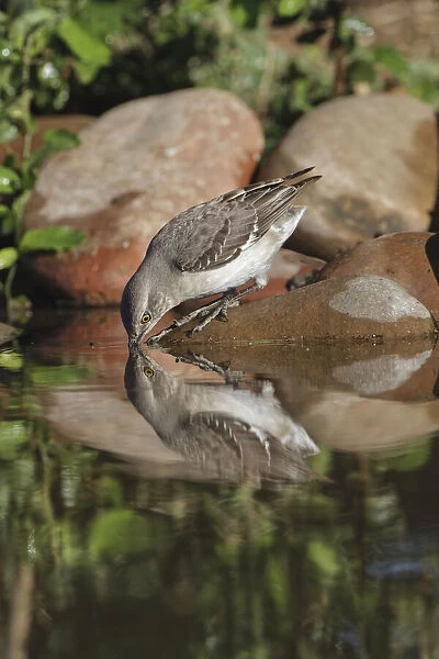Northern mockingbird drinking with reflection on small pond. Rio Grande Valley, Texas