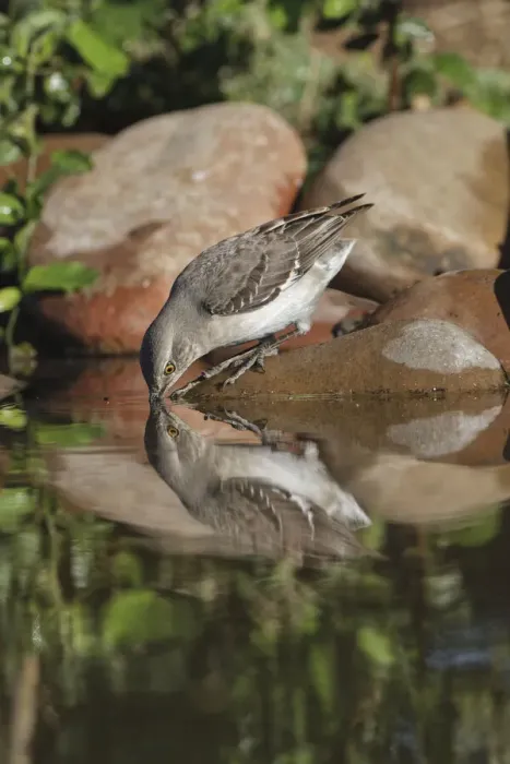 Framed Print : Northern mockingbird drinking with reflection on small pond. Rio Grande Valley, Texas