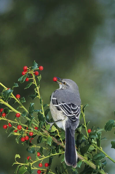 Northern Mockingbird (Mimus polyglottos) eating in China Holly (Ilex cornuta) Marion Co