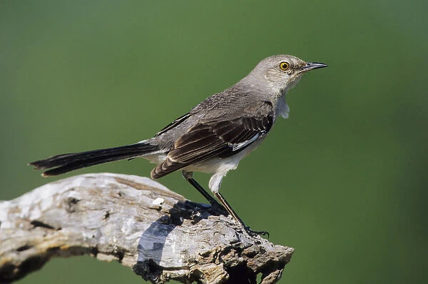 Northern Mockingbird (Mimus polyglottos) Starr Co. TX