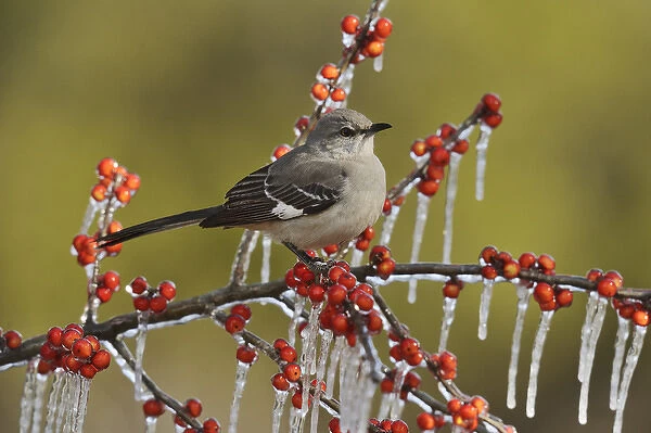 Northern Mockingbird (Mimus polyglottos), adult perched on icy branch of Possum Haw Holly
