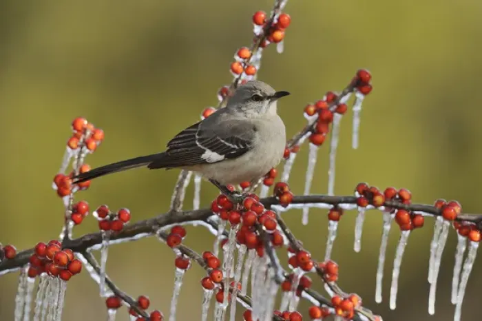 Framed Print : Northern Mockingbird (Mimus polyglottos), adult perched on icy branch of Possum Haw Holly Framed Print : Northern Mockingbird (Mimus polyglottos), adult perched on icy branch of Possum Haw Holly