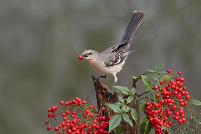 Framed Print : Northern Mockingbird (Mimus polyglottos) eating berries Framed Print : Northern Mockingbird (Mimus polyglottos) eating berries