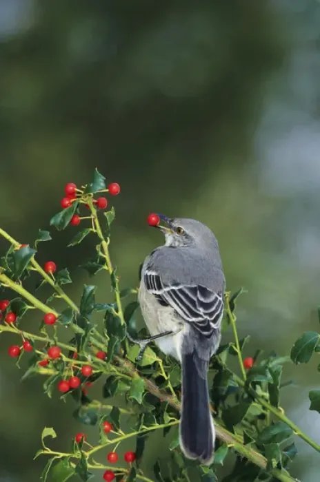 Framed Print : Northern Mockingbird (Mimus polyglottos) eating in China Holly (Ilex cornuta) Marion Co