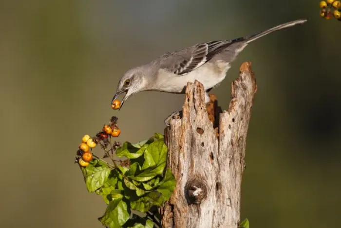 Framed Print : Northern Mockingbird (Mimus polyglottos) feeding on anaqua berries Framed Print : Northern Mockingbird (Mimus polyglottos) feeding on anaqua berries