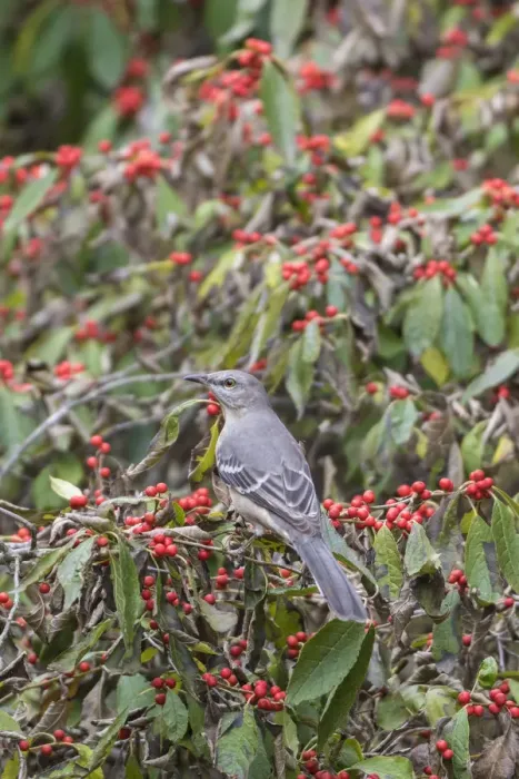 Framed Print : Northern Mockingbird (Mimus polyglottos) in Winterberry Bush (Ilex verticillata)