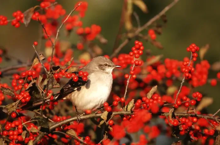 Framed Print : Northern Mockingbird (Mimus polyglottos) in Winterberry bush (Ilex verticillata) Marion Co