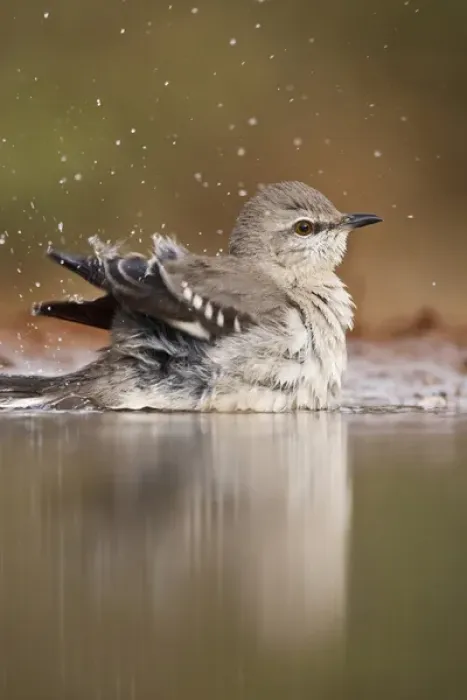 Framed Print : Northern Mockingbird (Mimus polyglottus) adult bathing in pond, Starr Co. Texas, USA Framed Print : Northern Mockingbird (Mimus polyglottus) adult bathing in pond, Starr Co. Texas, USA