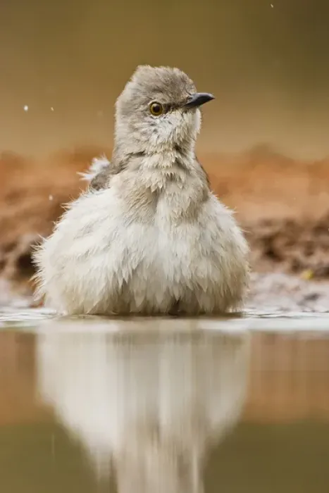 Framed Print : Northern Mockingbird (Mimus polyglottus) adult bathing in pond, Starr Co. Texas, USA Framed Print : Northern Mockingbird (Mimus polyglottus) adult bathing in pond, Starr Co. Texas, USA