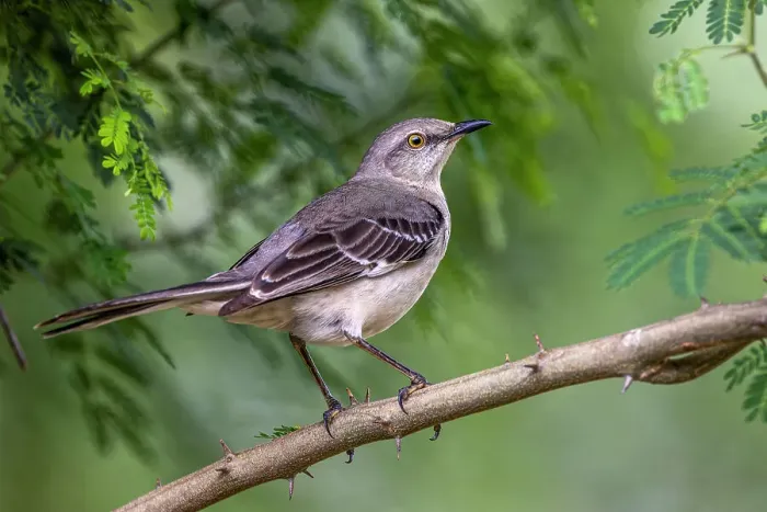 Framed Print : Northern mockingbird, Rio Grande Valley, Texas Framed Print : Northern mockingbird, Rio Grande Valley, Texas