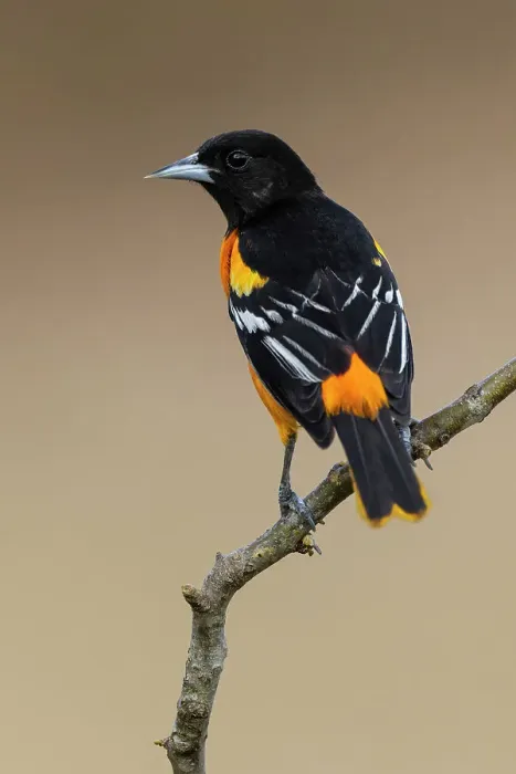 Framed Print : Northern oriole, Baltimore oriole, Rio Grande Valley, Texas Framed Print : Northern oriole, Baltimore oriole, Rio Grande Valley, Texas