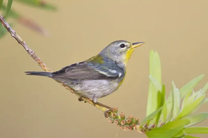 Framed Print : Northern Parula (Parula americana) female perched in habitat Framed Print : Northern Parula (Parula americana) female perched in habitat
