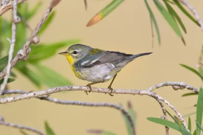 Framed Print : Northern Parula (Parula americana) female perched in habitat
