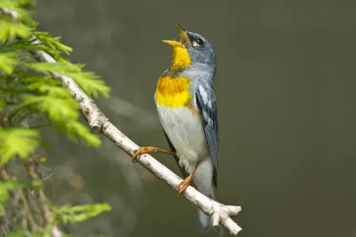 Framed Print : Northern Parula (Parula americana) male singing in breeding territory Framed Print : Northern Parula (Parula americana) male singing in breeding territory