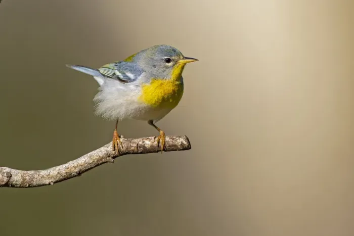 Framed Print : Northern Parula (Parula americana) perched Framed Print : Northern Parula (Parula americana) perched