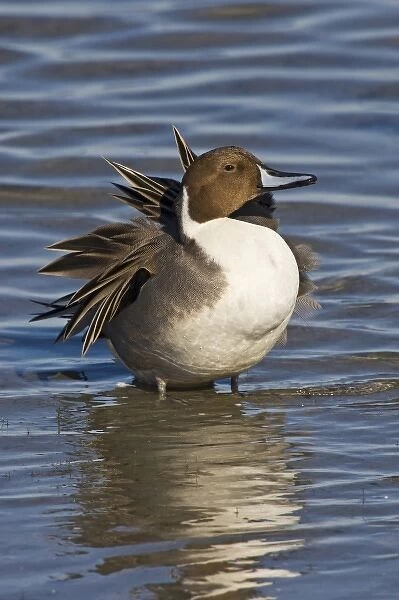 Northern Pintail (Anas acuta) adult, male preening and loafing, winter, Laguna Madre