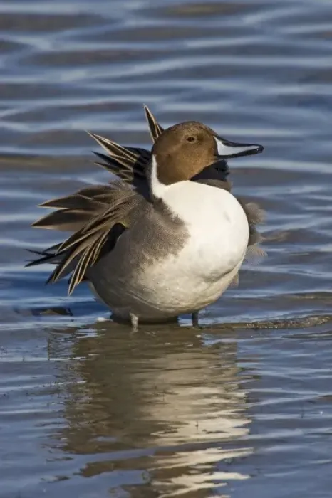 Framed Print : Northern Pintail (Anas acuta) adult, male preening and loafing, winter, Laguna Madre Framed Print : Northern Pintail (Anas acuta) adult, male preening and loafing, winter, Laguna Madre