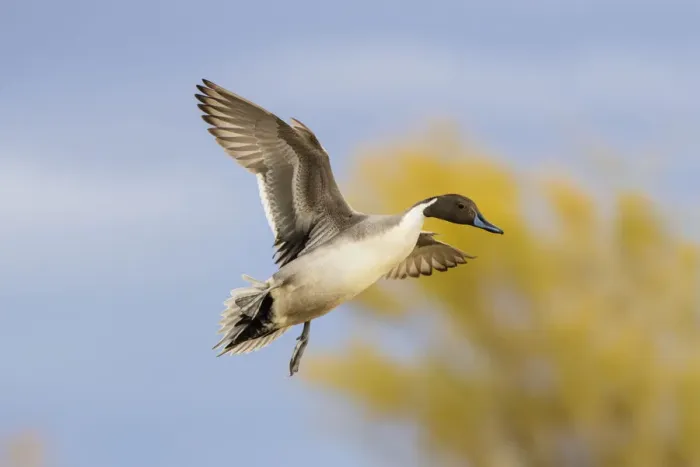 Framed Print : Northern Pintail (Anas acuta) duck landing