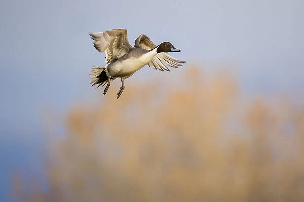 Northern Pintail (Anas acuta) duck landing