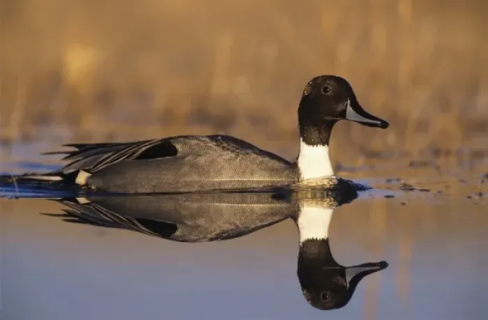 Framed Print : Northern Pintail, Anas acuta, male, Bosque del Apache National Wildlife Refuge, New Mexico