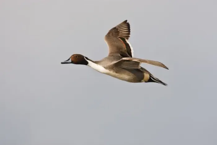 Framed Print : Northern Pintail (Anas acuta) male in flight, South Padre Island, Cameron Co. Texas, USA
