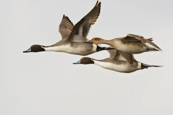 Framed Print : Northern Pintail (Anas acuta) males and female in flight, South Padre Island, Cameron Co Framed Print : Northern Pintail (Anas acuta) males and female in flight, South Padre Island, Cameron Co